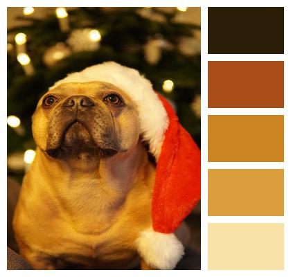 Dog Christmas French Bulldog Image